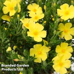 Halimium 'April Sun' -Dobies HALI APRILSUN S17148