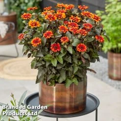 Heliopsis 'Luna Roja' -Dobies HELI LUNAROJA S43873