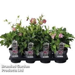 Hellebore 'Carnaval' -Dobies HELL CARNAVAL S47139