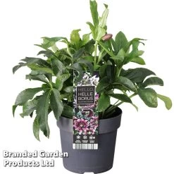 Hellebore 'Carnaval' -Dobies HELL CARNAVAL S47141