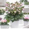 Helleborus 'Frostkiss Glenda’s Gloss'