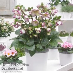 Helleborus 'Frostkiss Glenda’s Gloss'