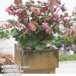 Helleborus 'Frostkiss Penny’s Pink'