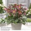 Helleborus 'Frostkiss Pippa’s Purple'