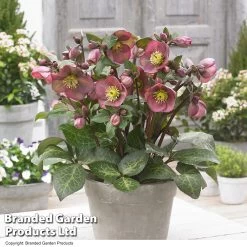 Helleborus 'Frostkiss Pippa’s Purple'