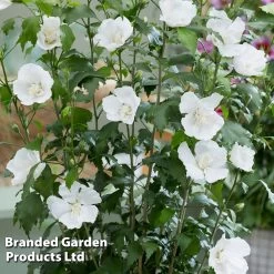 Hibiscus 'Flower Tower White' -Dobies HIBI FTOWERWHI H43885
