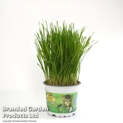 Hordeum Vulgare 'Kattegras' -Dobies HORD KATTE12CM T53909