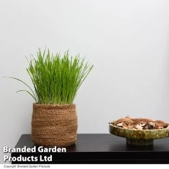 Hordeum Vulgare 'Kattegras' -Dobies HORD KATTEGRAS T53910