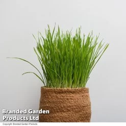 Hordeum Vulgare 'Kattegras' -Dobies HORD KATTEGRAS T53911