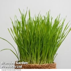 Hordeum Vulgare 'Kattegras' -Dobies HORD KATTEGRAS T53913