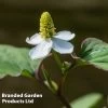 Houttuynia Cordata 'Boo-boo' (Marginal Aquatic)