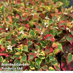 Houttuynia Cordata Chameleon