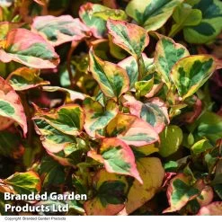 Houttuynia Cordata 'Flame'