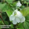 Houttuynia Cordata 'Flore Pleno' (Marginal Aquatic)