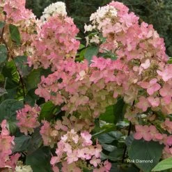 Hydrangea Paniculata Collection -Dobies HYDR PINKDIAMO L16492