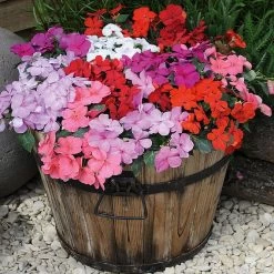 Garden Ready Container Collection -Dobies IMPA ACCENTMIX S10760201