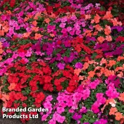 Busy Lizzie Beacon Salsa Mixed -Dobies IMPA BEACSALSA S37187