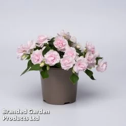 Busy Lizzie 'Glimmer Appleblossom' 6 Busy Lizzie 'Glimmer Appleblossom' -Dobies IMPA GLIMAPPLE S43540