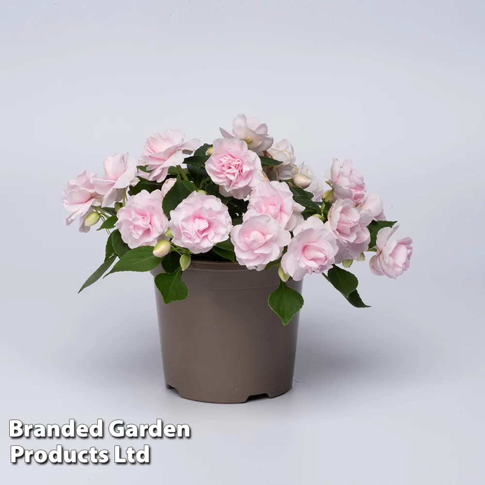 Busy Lizzie 'Glimmer Appleblossom' 3 Busy Lizzie 'Glimmer Appleblossom' - Image 3