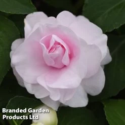 Busy Lizzie 'Glimmer Appleblossom' 7 Busy Lizzie 'Glimmer Appleblossom' -Dobies IMPA GLIMAPPLE S43542