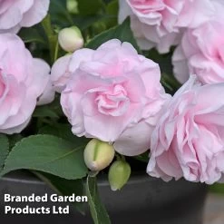 Busy Lizzie 'Glimmer Appleblossom'