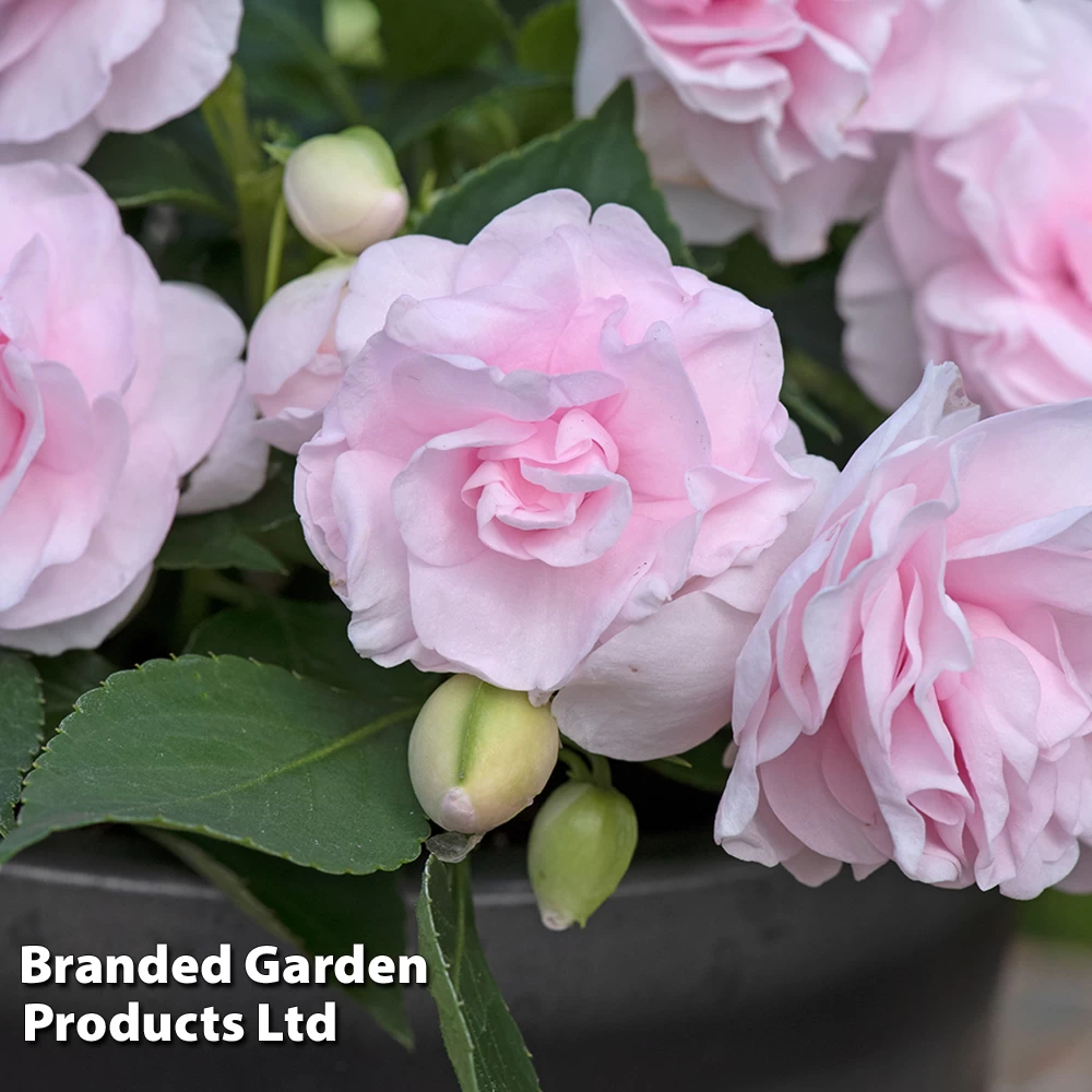 Busy Lizzie 'Glimmer Appleblossom' 1 Busy Lizzie 'Glimmer Appleblossom'