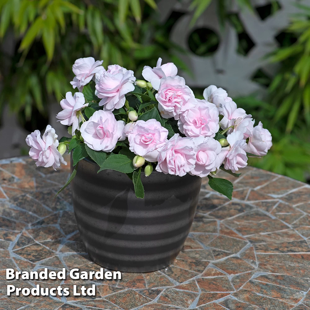 Busy Lizzie 'Glimmer Appleblossom' 2 Busy Lizzie 'Glimmer Appleblossom' - Image 2