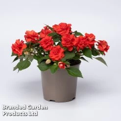 Busy Lizzie 'Glimmer Bright Red' -Dobies IMPA GLIMBRRED S43546