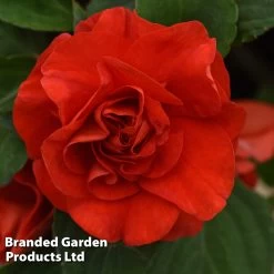 Busy Lizzie 'Glimmer Bright Red' -Dobies IMPA GLIMBRRED S43548