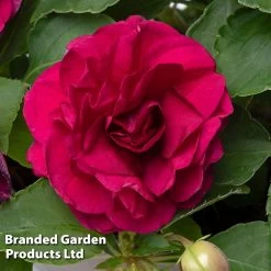 Busy Lizzie 'Glimmer Burgundy'