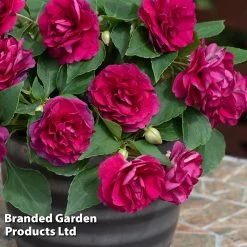 Busy Lizzie 'Glimmer' Collection -Dobies IMPA GLIMBURGU S43557