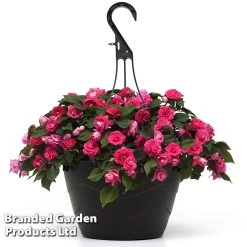 Busy Lizzie 'Glimmer Hot Pink'