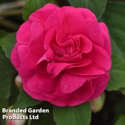 Busy Lizzie 'Glimmer' Collection -Dobies IMPA GLIMHOTPI S43570