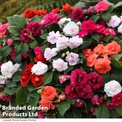 Busy Lizzie 'Glimmer' Collection -Dobies IMPA GLIMMER T44413