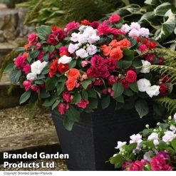 Busy Lizzie 'Glimmer' Collection