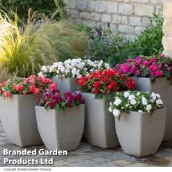 Busy Lizzie 'Glimmer' Collection -Dobies IMPA GLIMMER T44417