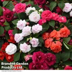 Busy Lizzie 'Glimmer' Collection -Dobies IMPA GLIMMER T44419