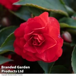 Busy Lizzie 'Glimmer' Collection -Dobies IMPA GLIMMER T44420