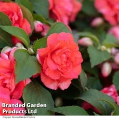 Busy Lizzie 'Glimmer Salmon'