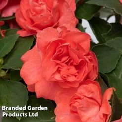 Busy Lizzie 'Glimmer' Collection -Dobies IMPA GLIMSALMO S43560