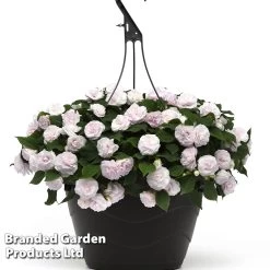 Busy Lizzie 'Glimmer White'