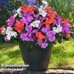 Garden Ready Container Collection -Dobies IMPA PEARLISLA S444042