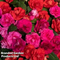 Busy Lizzie Beacon Salsa Mixed -Dobies IMPA SALSAMIXD S48116