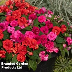 Busy Lizzie Beacon Salsa Mixed -Dobies IMPA SALSAMIXD S48117