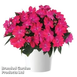 Impatiens 'Sol Luna™ Pink' -Dobies IMPA SOLLUNAEL S47018