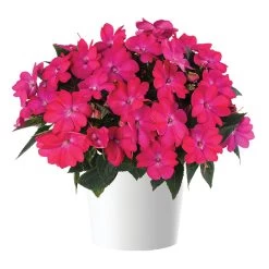 Impatiens 'Sol Luna™ Pink' -Dobies IMPA SOLLUNAEL S47018 NOW