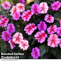 Sunpatiens 'Candy Duo'