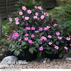 Sunpatiens 'Candy Collection'