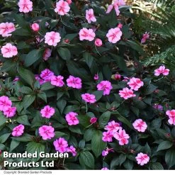 Sunpatiens 'Candy Duo' -Dobies IMPA SUNPCANDY T443981