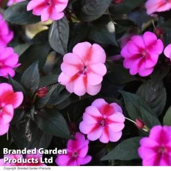 Sunpatiens 'Candy Collection' -Dobies IMPA SUNPCANDY T44399